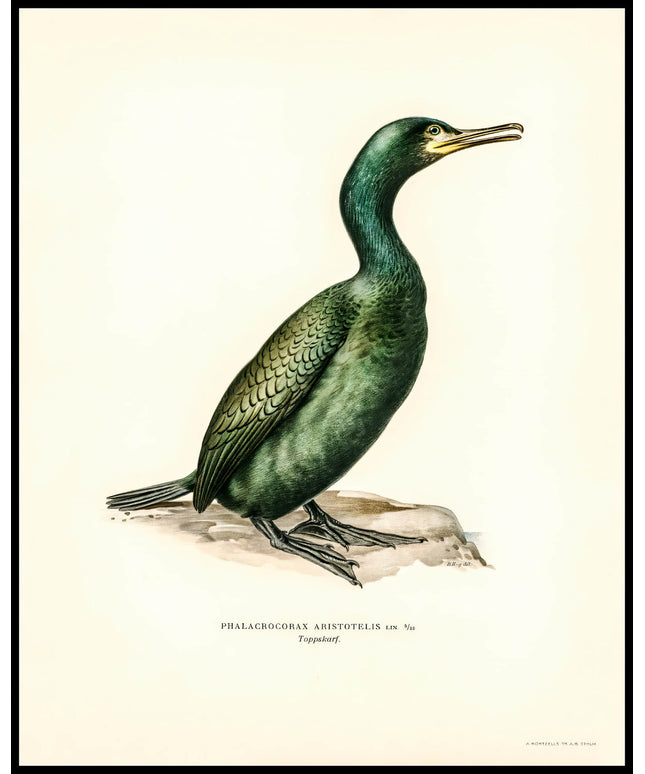 Phalacrocorax Aristotelis Poster