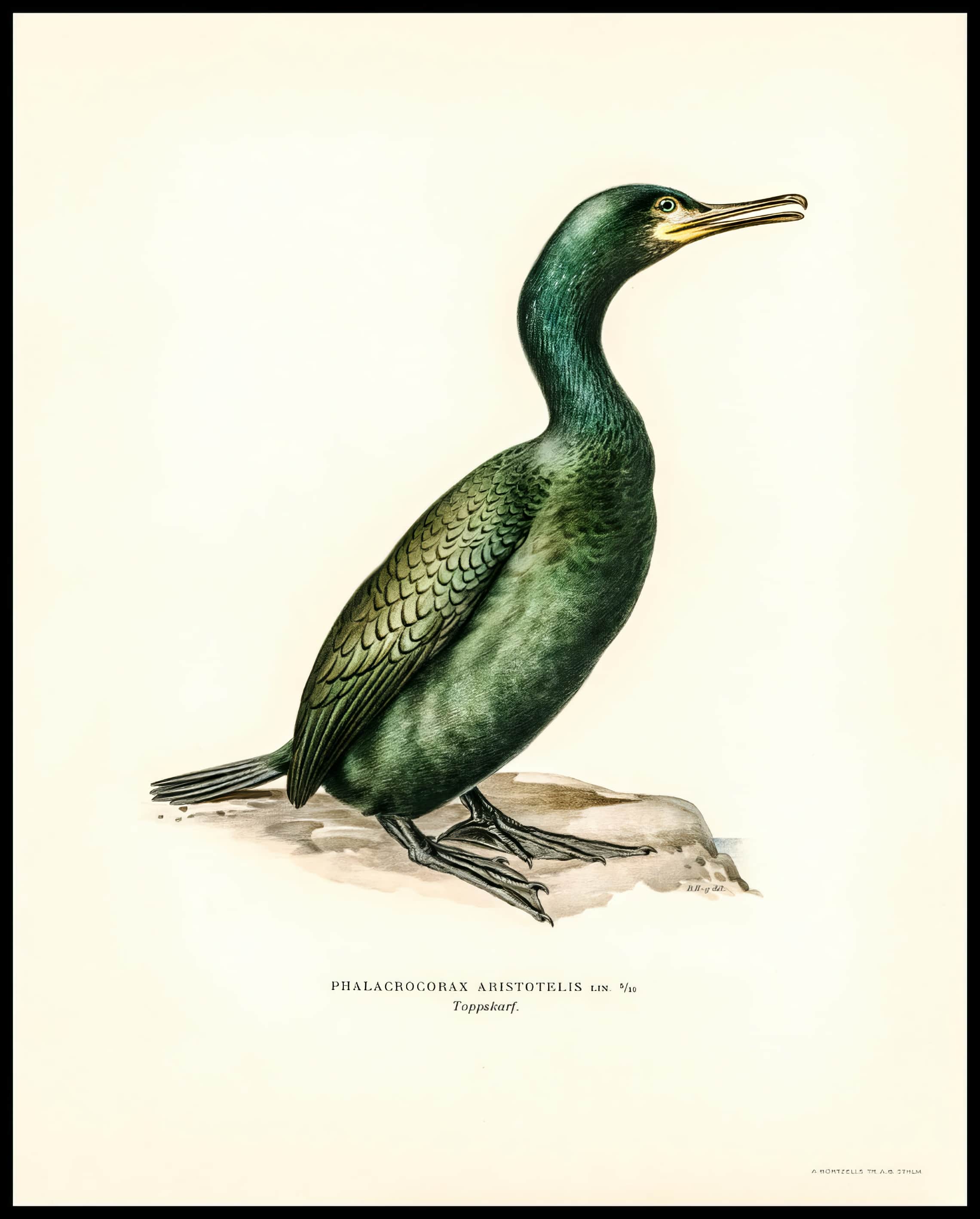 Phalacrocorax Aristotelis Poster