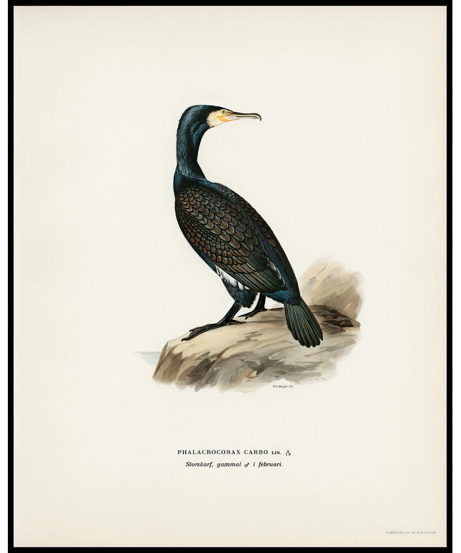 Phalacrocorax Carbo Poster