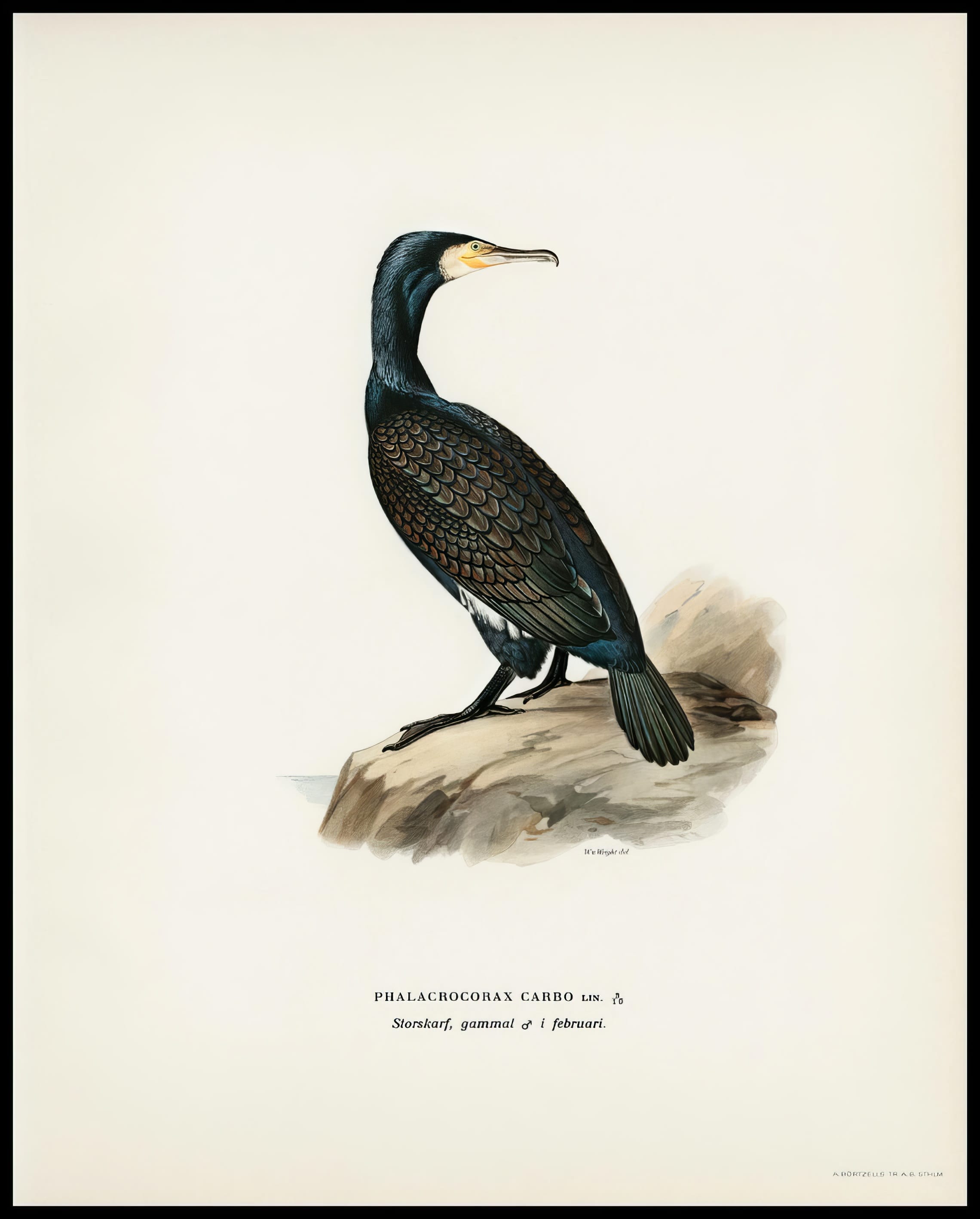 Phalacrocorax Carbo Poster