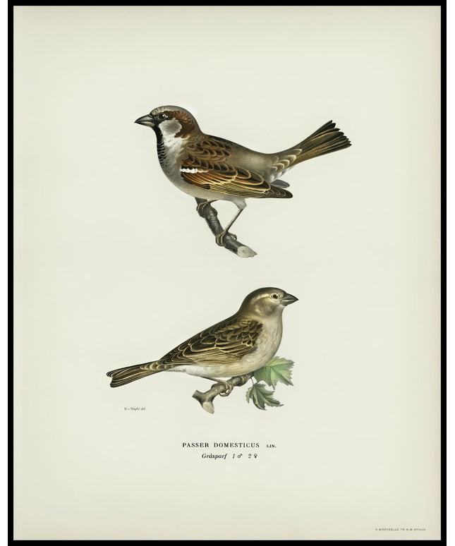 Phylloscopus Collybita Poster