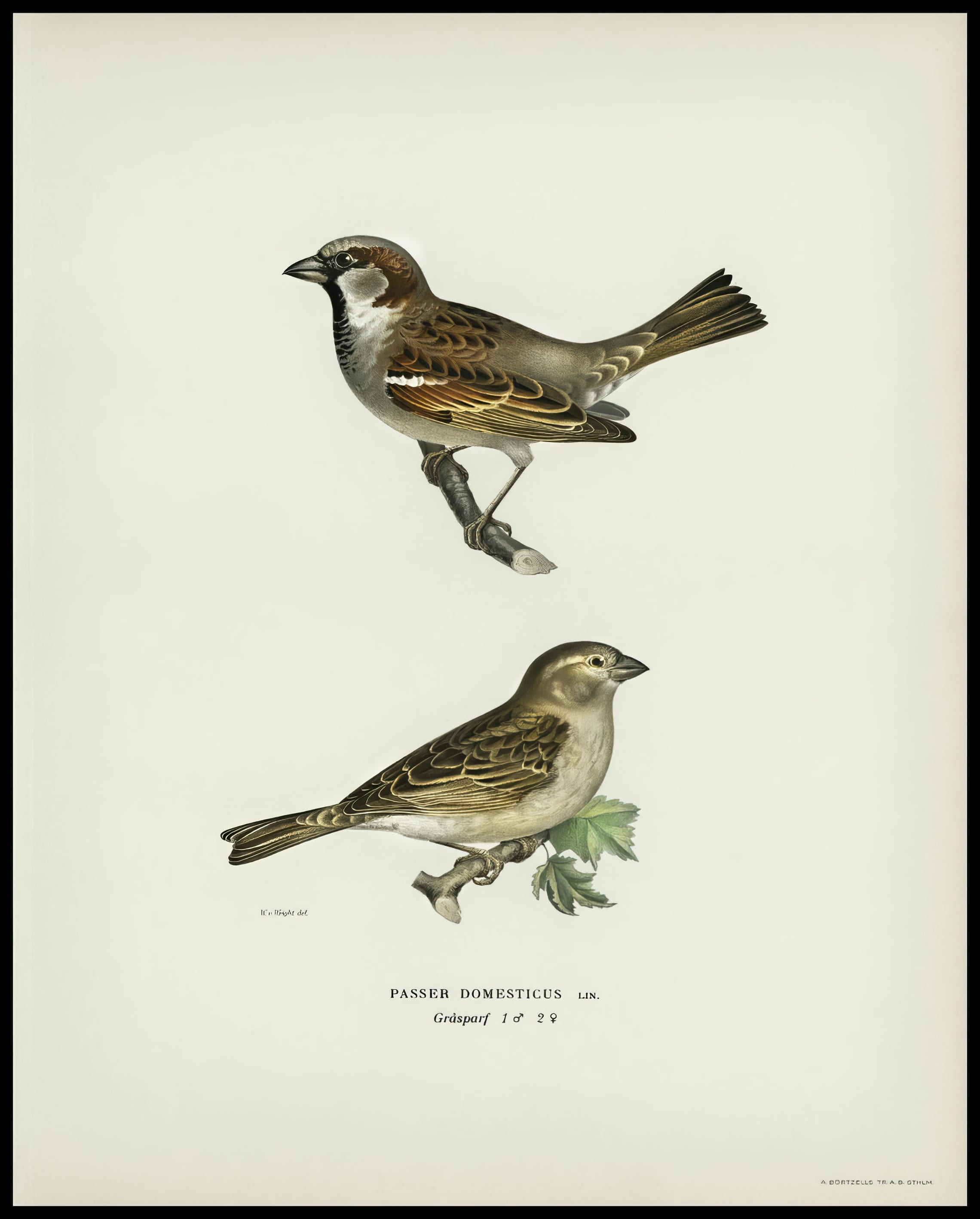 Phylloscopus Collybita Poster