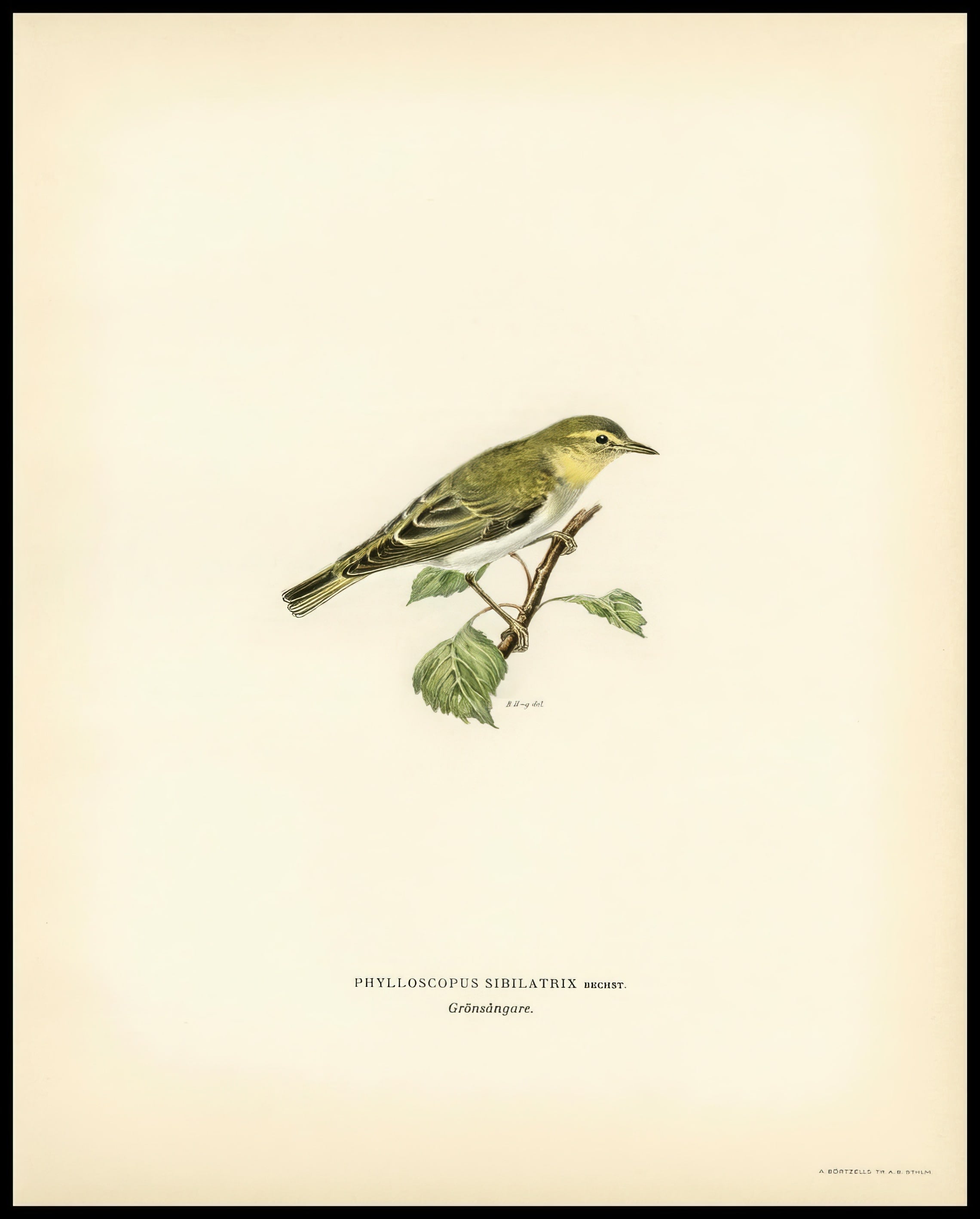 Phylloscopus Sibilatrix Poster