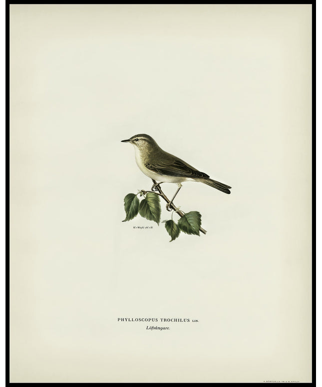 Phylloscopus Trochilus Poster