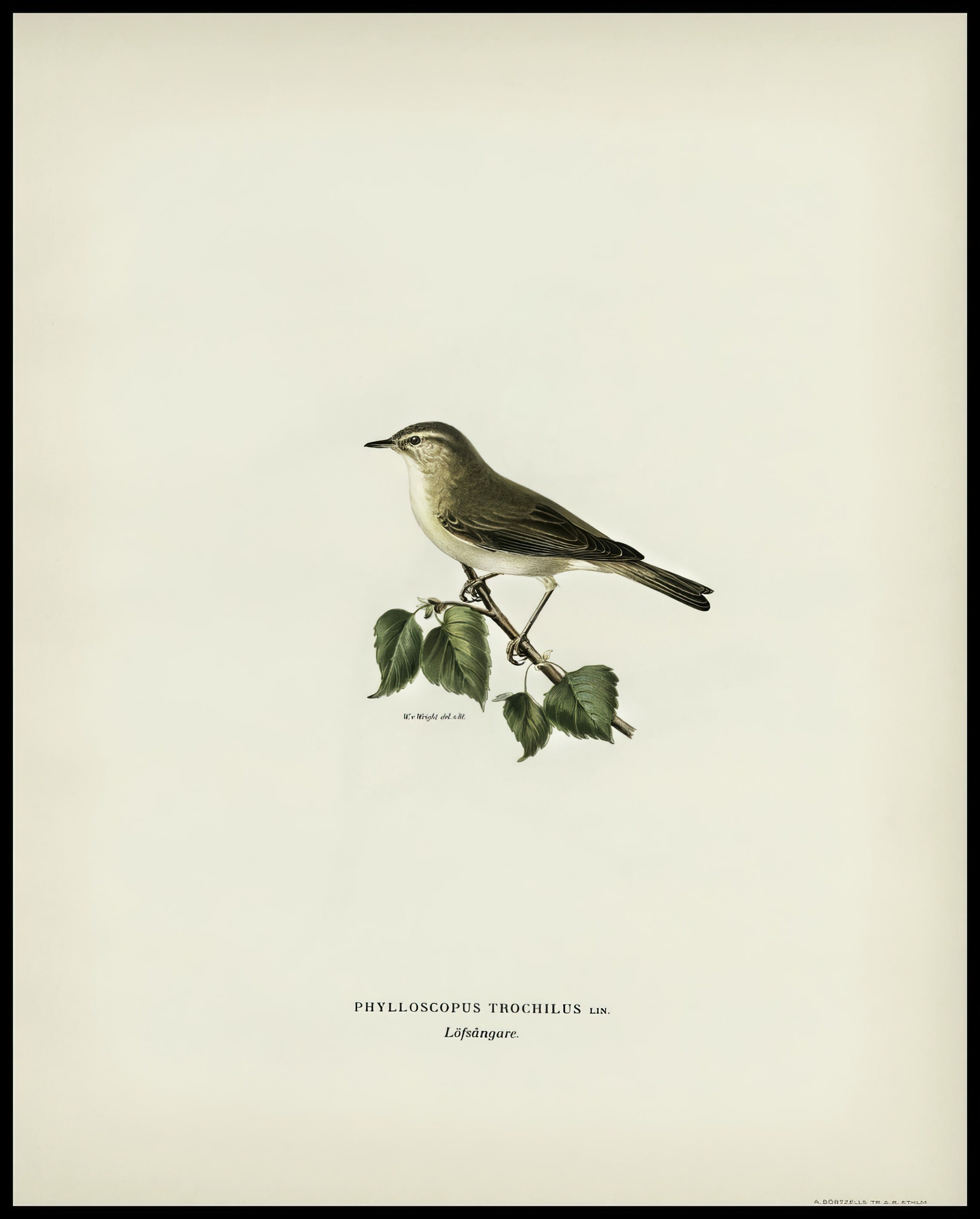 Phylloscopus Trochilus Poster