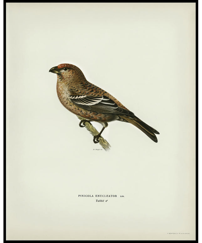 Pinicola Enucleator Poster