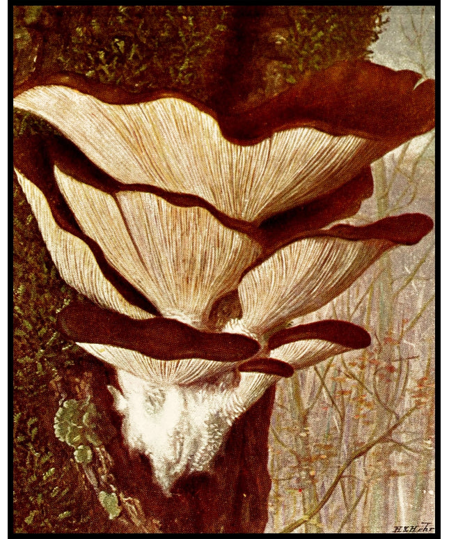 Pleurotus Ostreatus