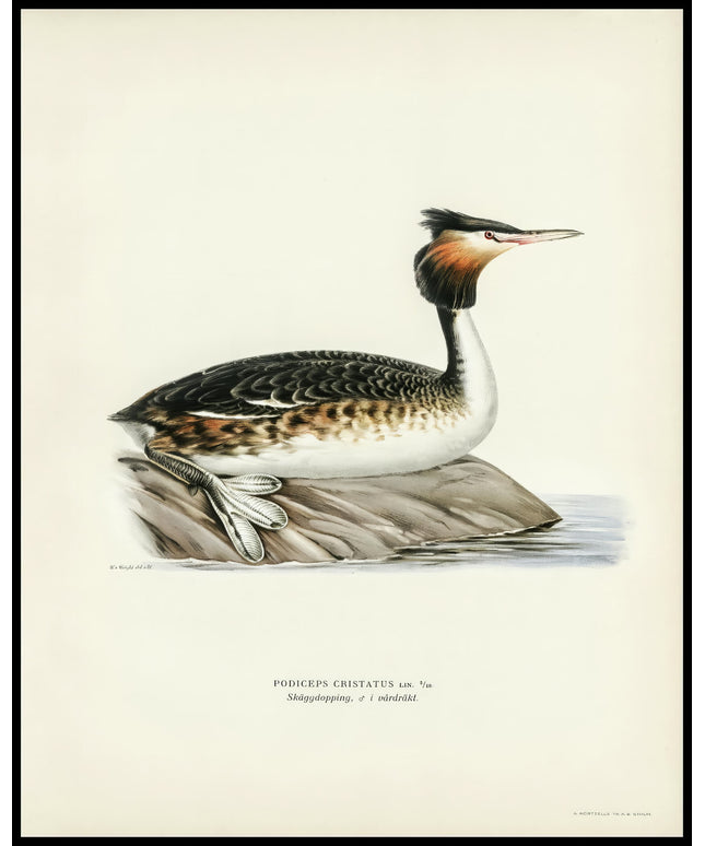 Podiceps Cristatus Poster