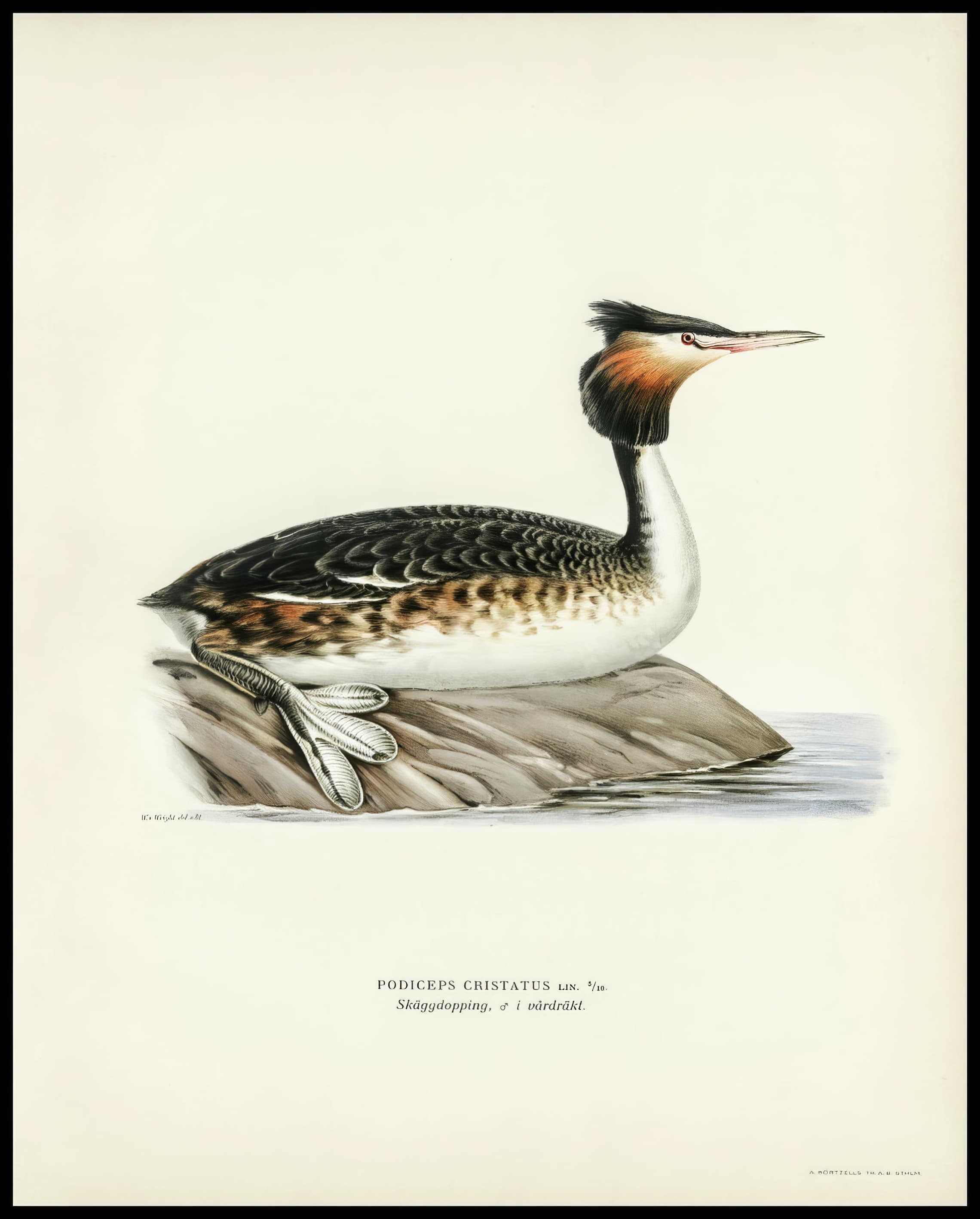 Podiceps Cristatus Poster