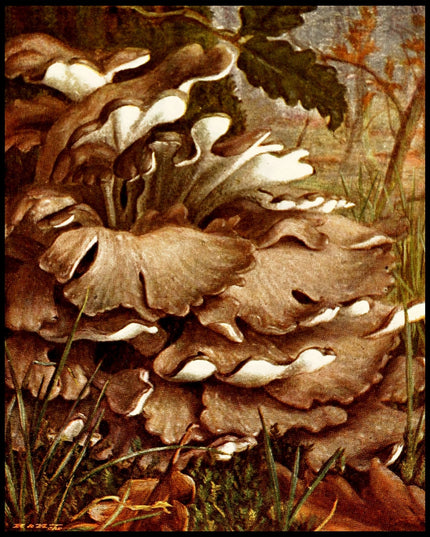 Polyporus Intybaceus