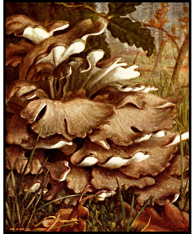 Polyporus Intybaceus