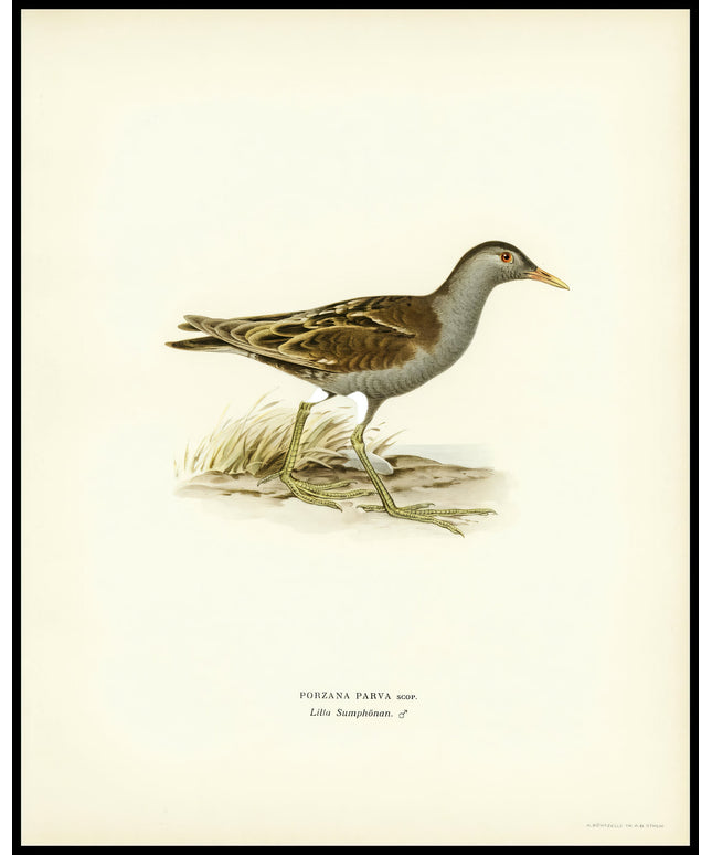 Porzana Parva Poster