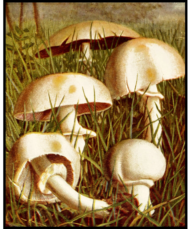 Pratella Xanthoderma