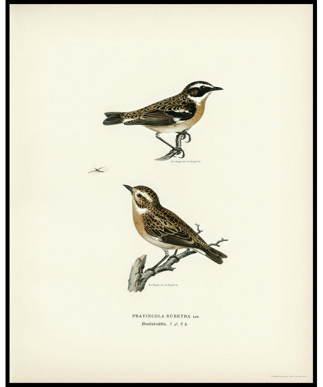 Pratincola Rubetra Poster