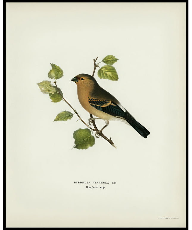 Pyrrhula Pyrrhula Poster