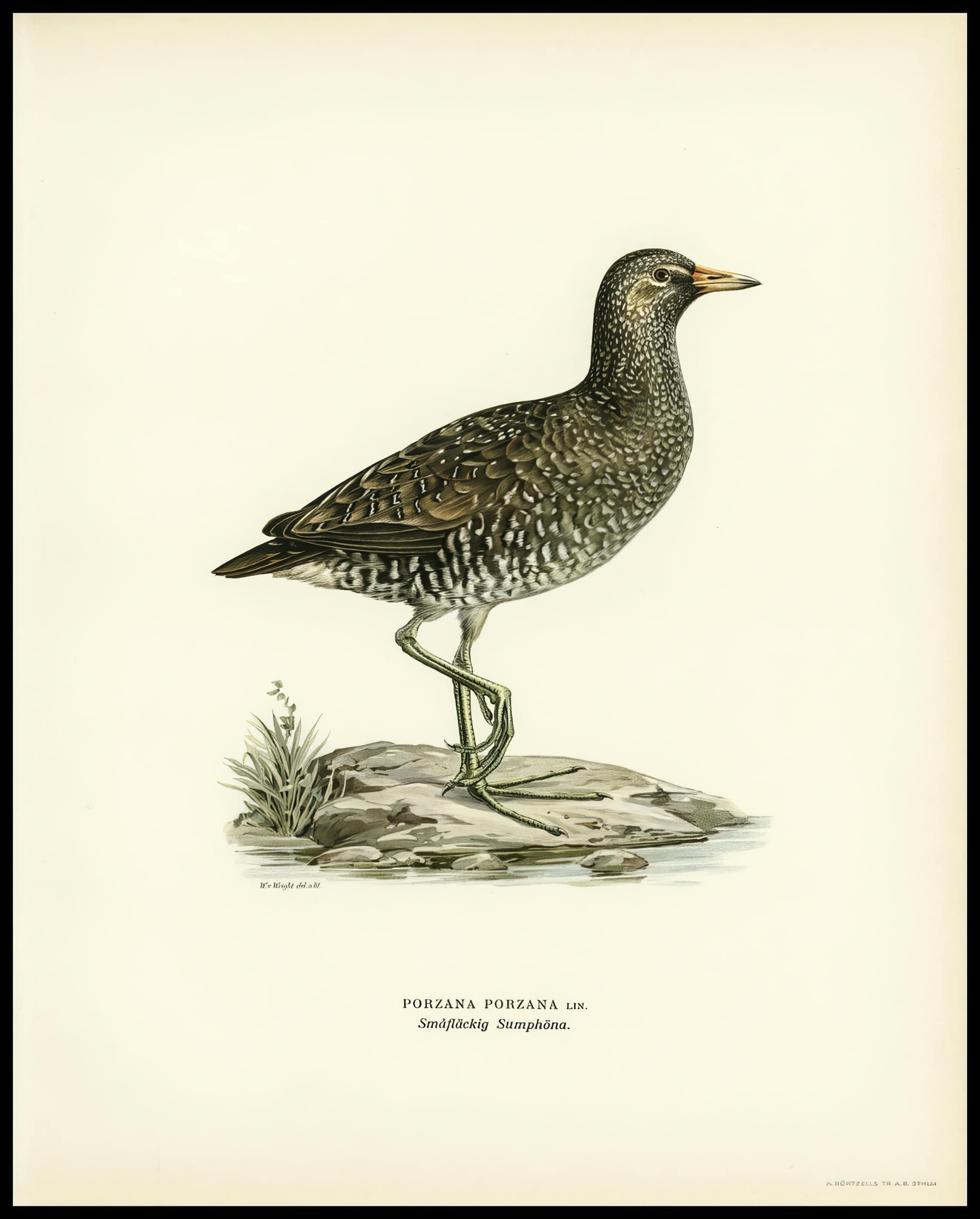 Porzana Porzana Poster