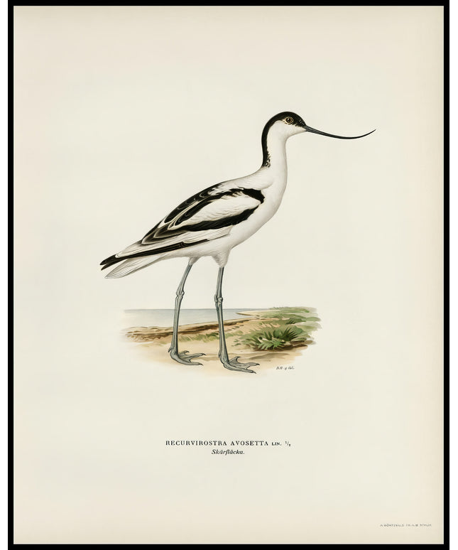 Recurvirostra Avosetta Poster