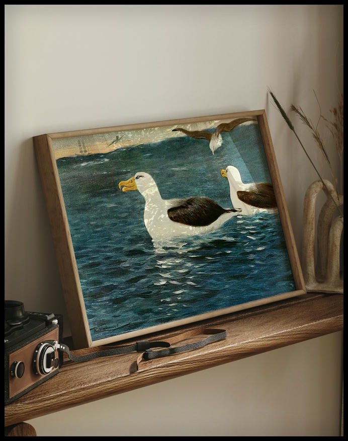 Albatross