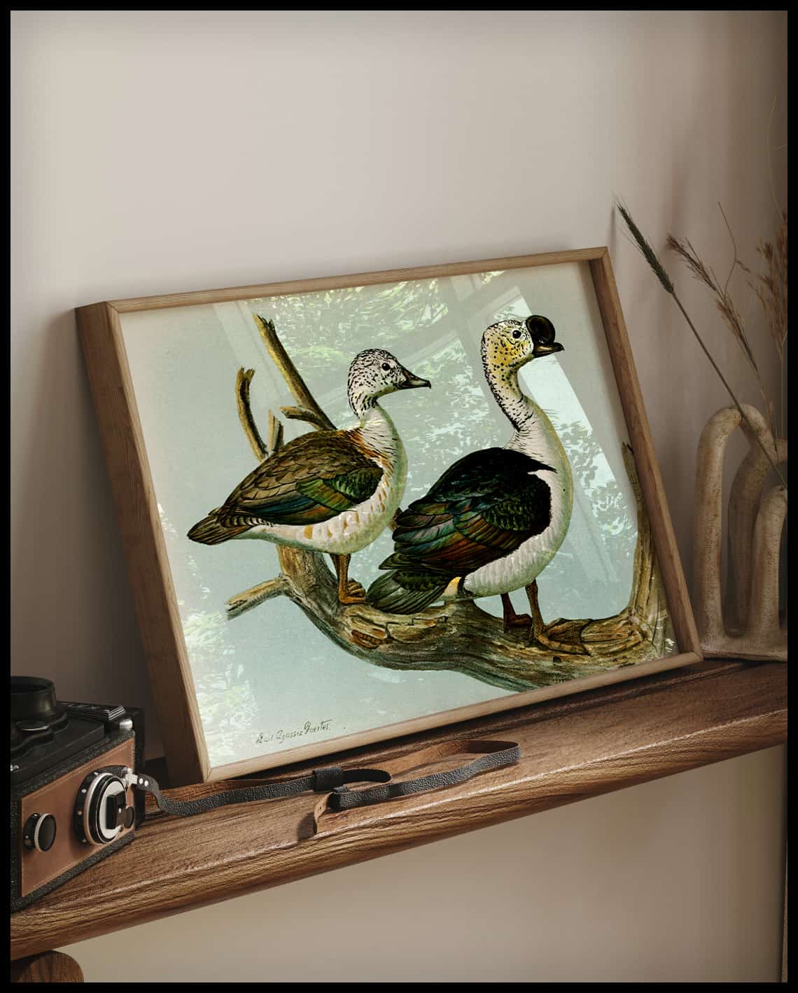 Sarcidiornis poster