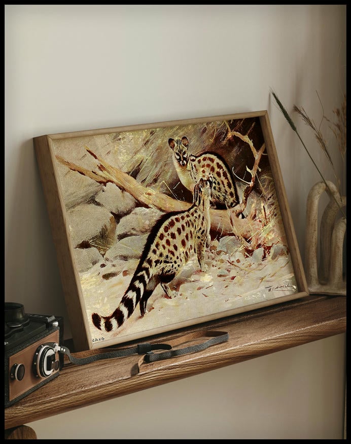 Dongola Genet