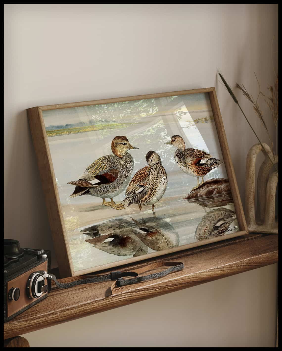 Gadwall poster