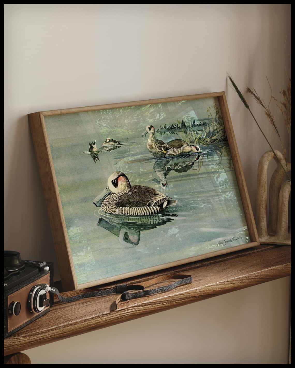 Rose-eared Duck Poster