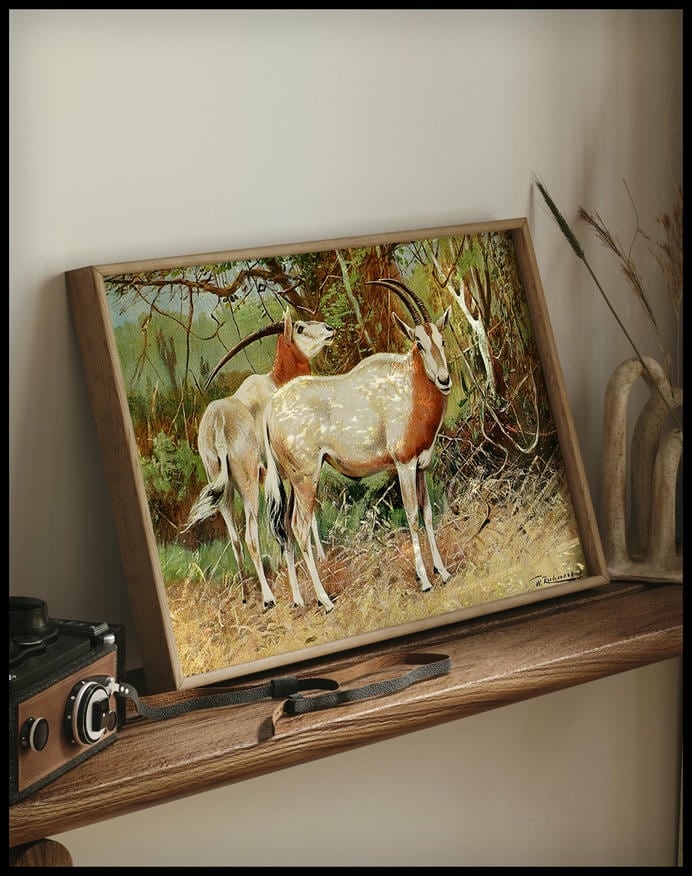 Sable Antelope