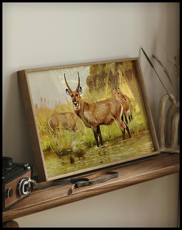 Waterbuck