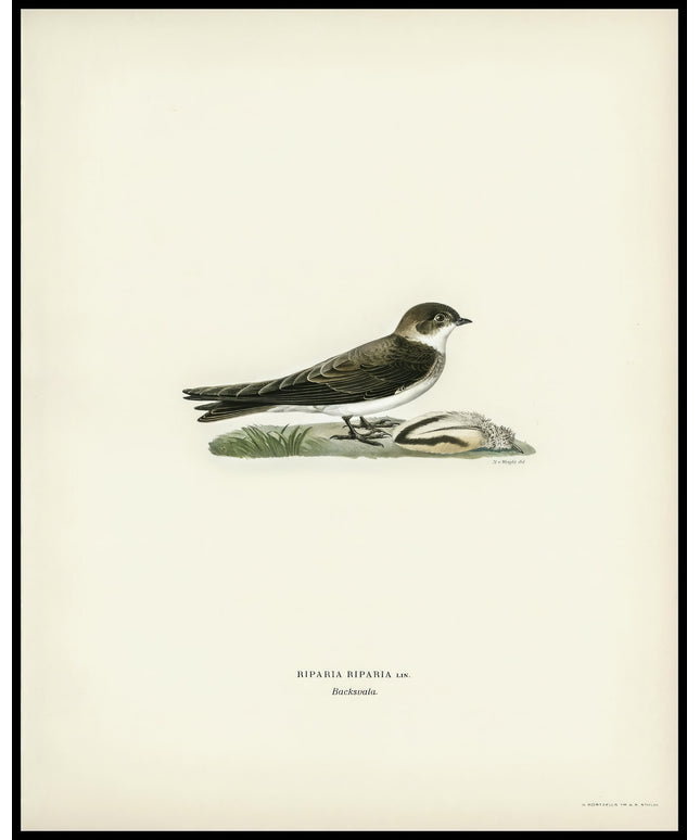 Riparia Riparia Poster