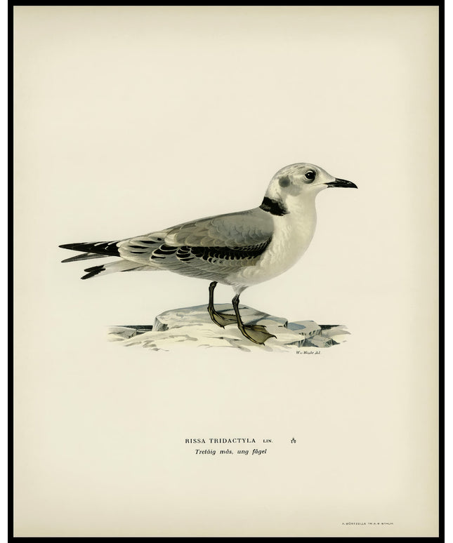 Rissa Tridactyla Poster