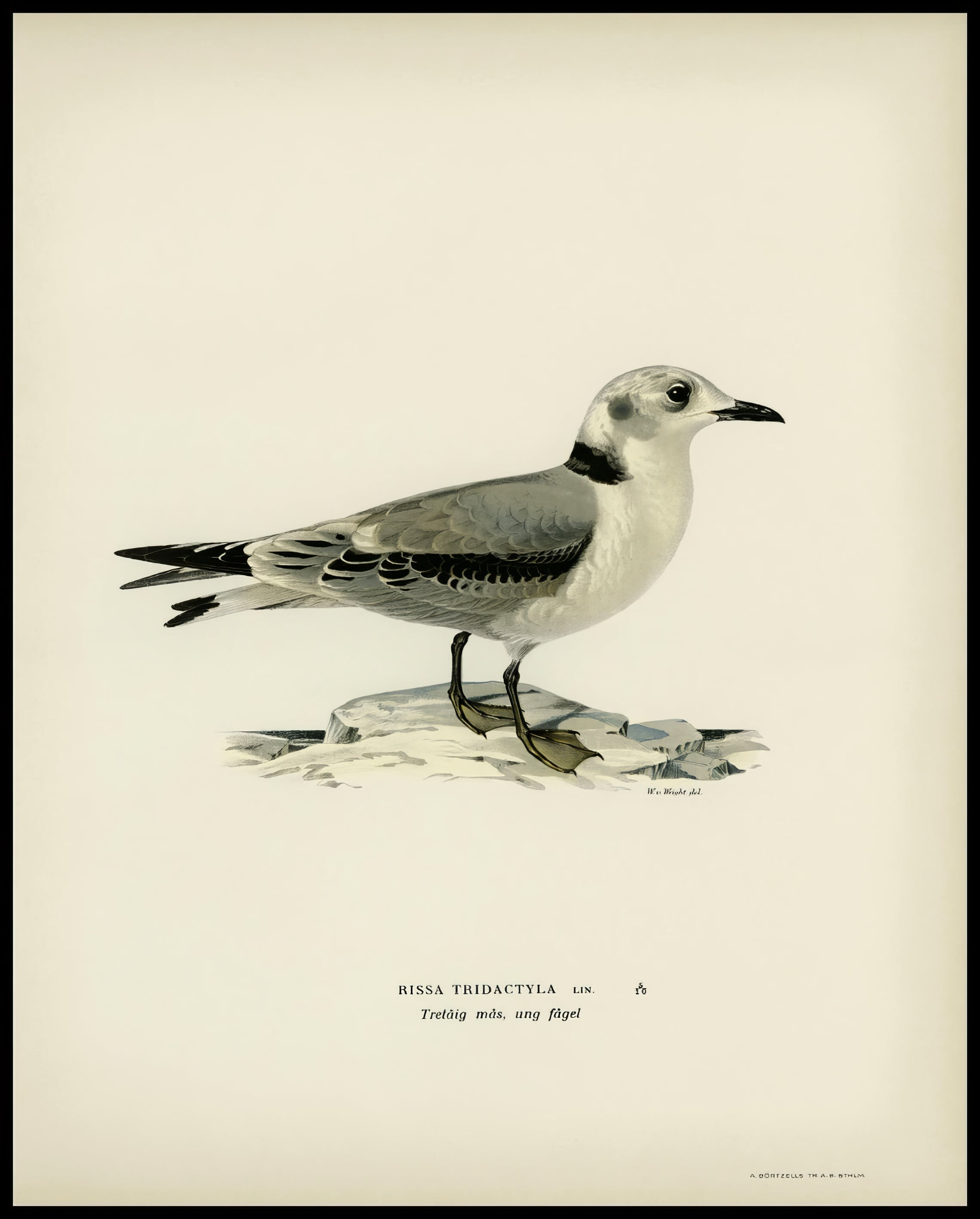 Rissa Tridactyla Poster