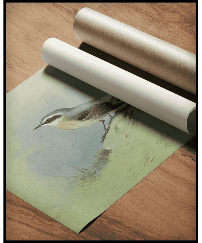 Steinschmätzer Poster