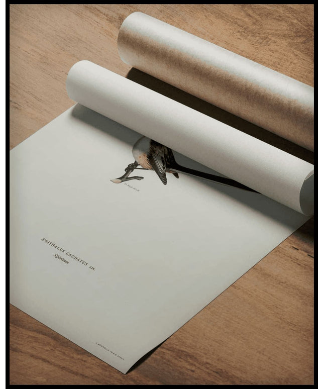 Aegithalus Caudatus Poster