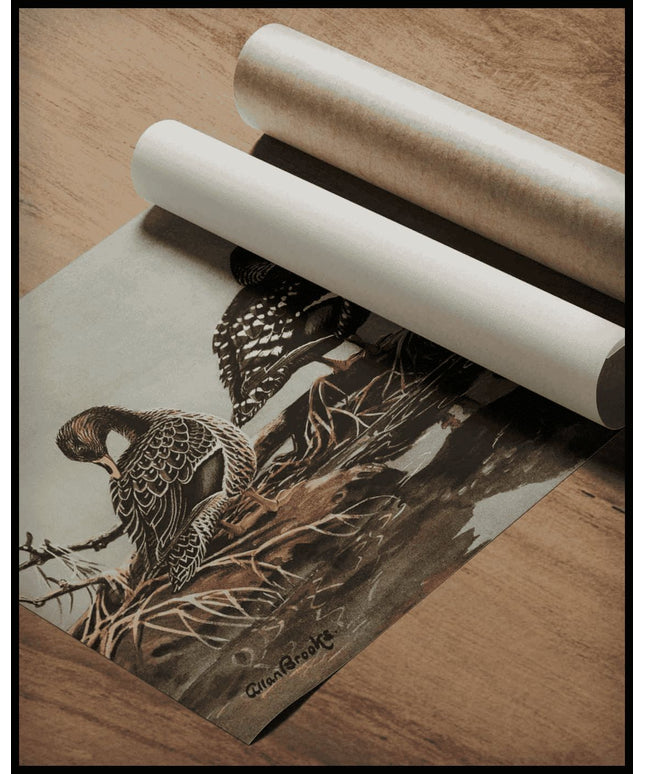 Gelbschnabelente Poster