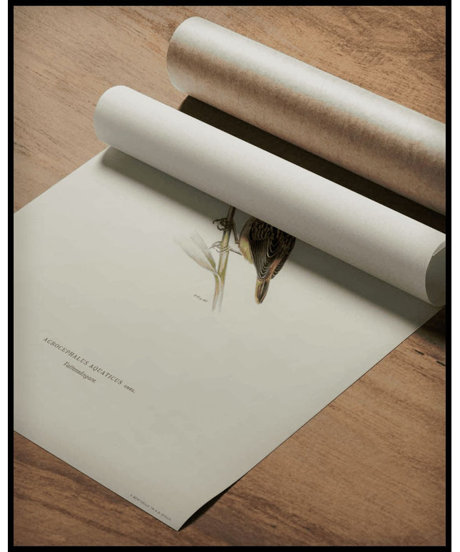 Crocephalus Aquaticus Poster