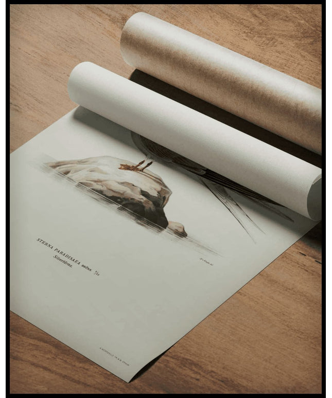 Sterna Paradisaea Poster