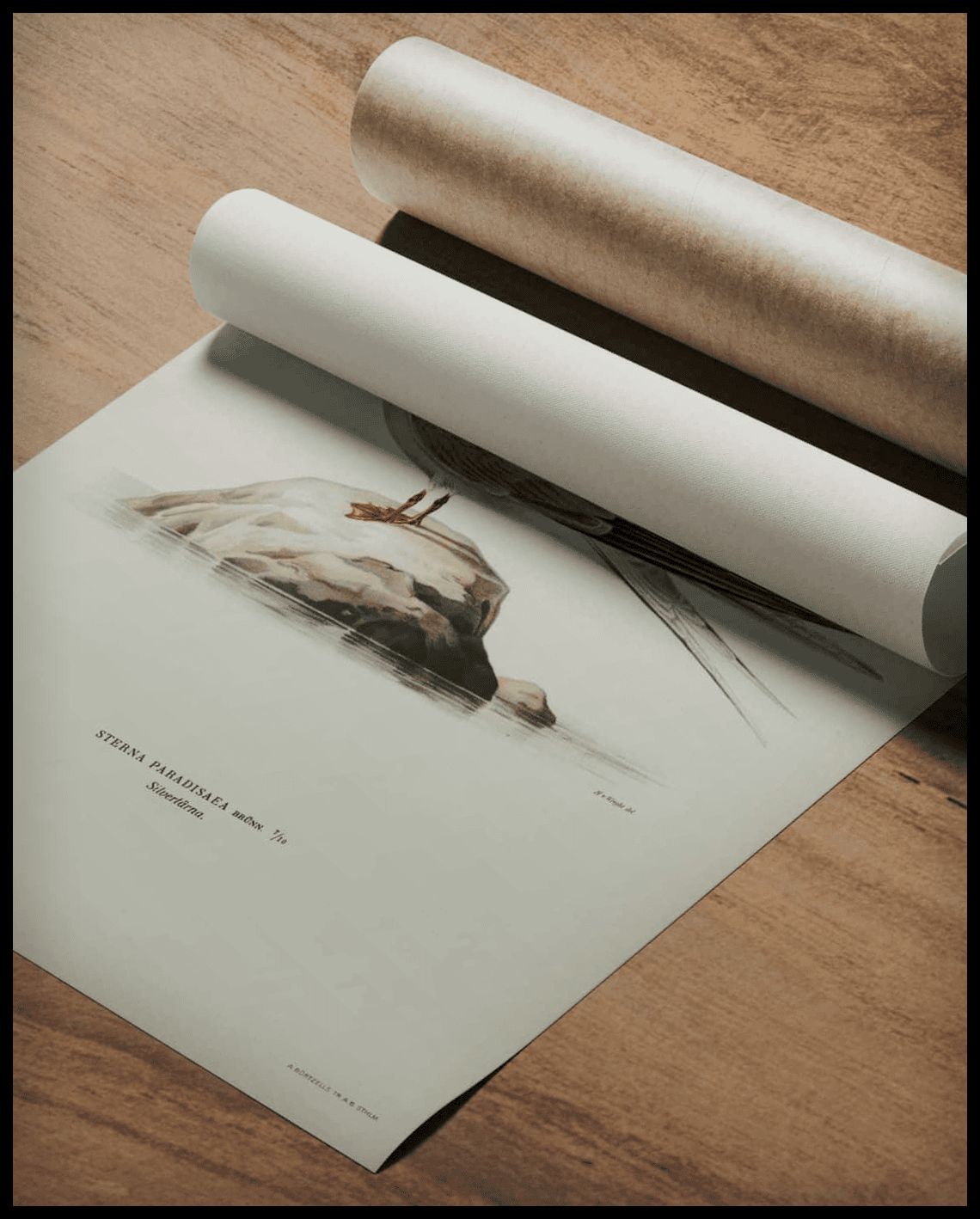 Sterna Paradisaea Poster