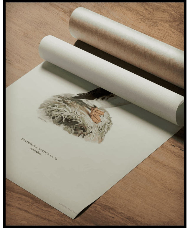 Fratercula Arctica Poster