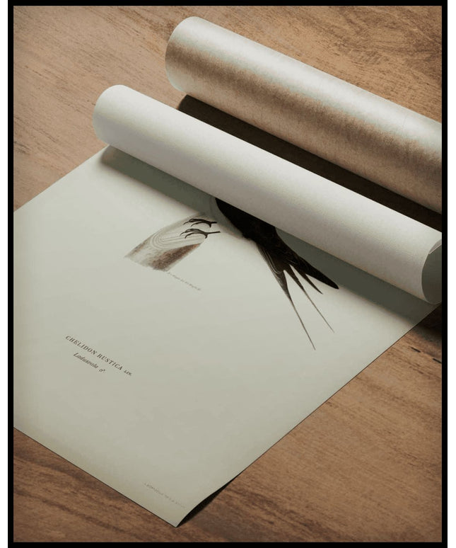 Chelidon Rustica Poster