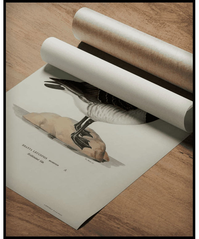 Branta Leucopsis Poster