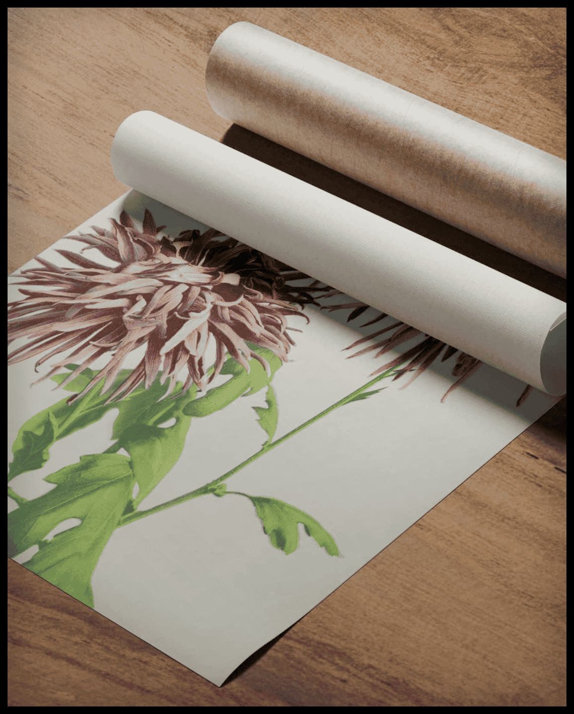 Pink Chrysanthemum