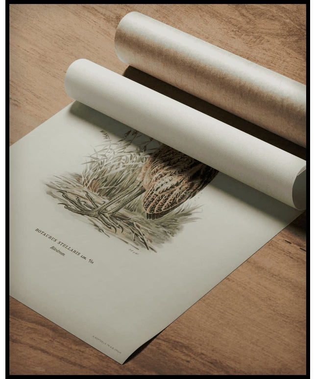 Botaurus Stellaris Poster