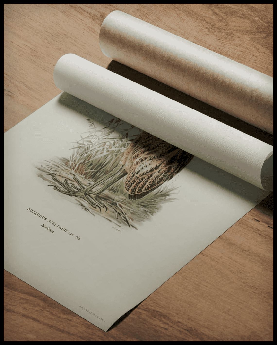 Botaurus Stellaris Poster