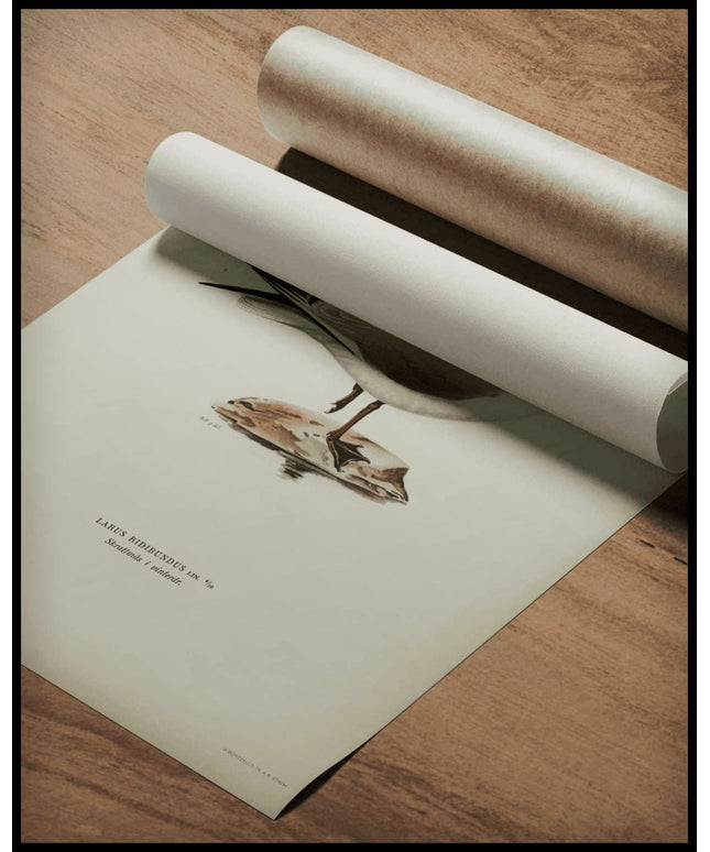 Larus Ridibundus Poster