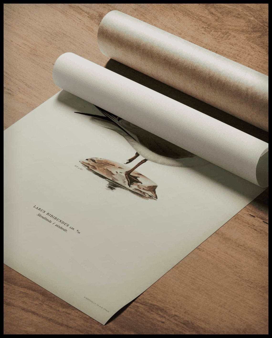 Larus Ridibundus Poster