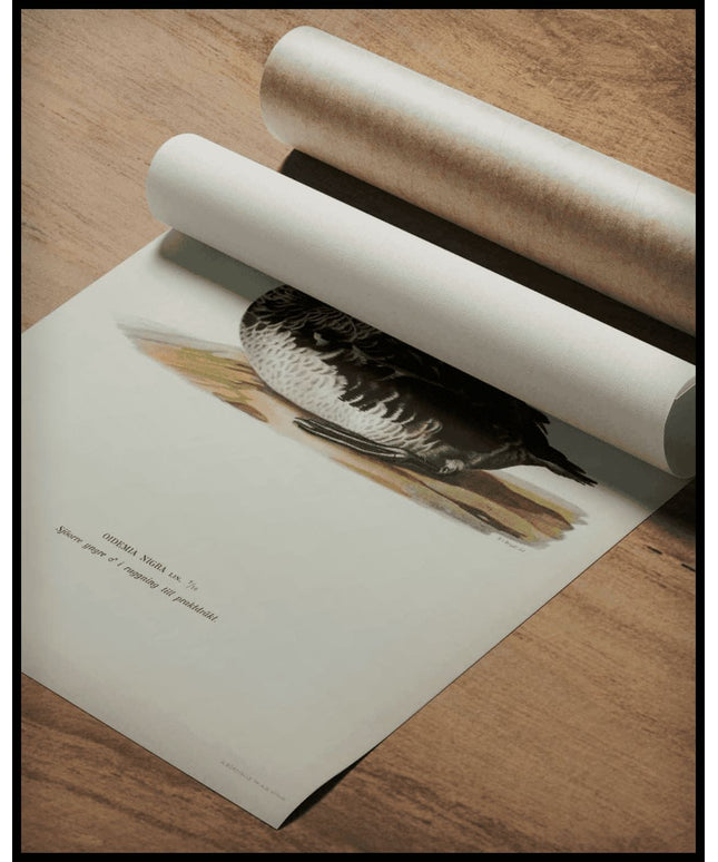 Oidemia Nigra Poster