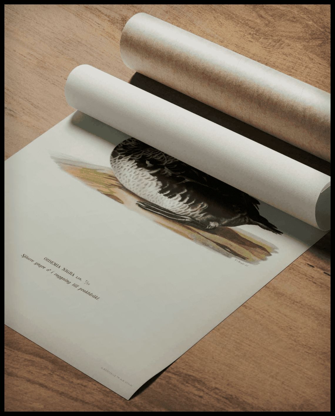 Oidemia Nigra Poster