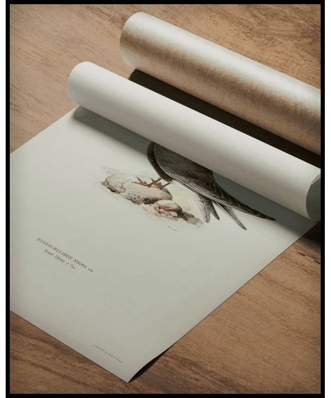 Hydrochelidon Nigra Poster