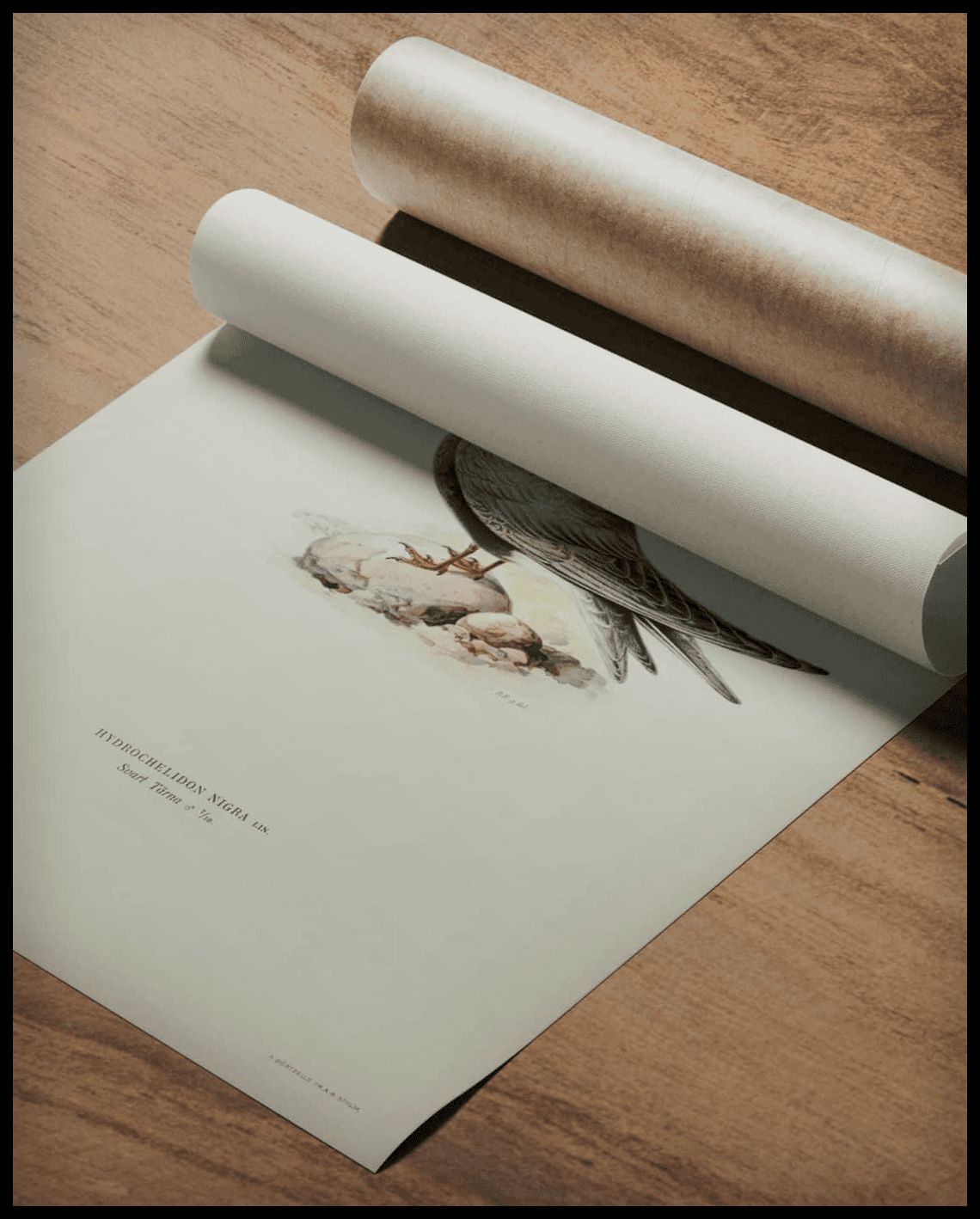 Hydrochelidon Nigra Poster