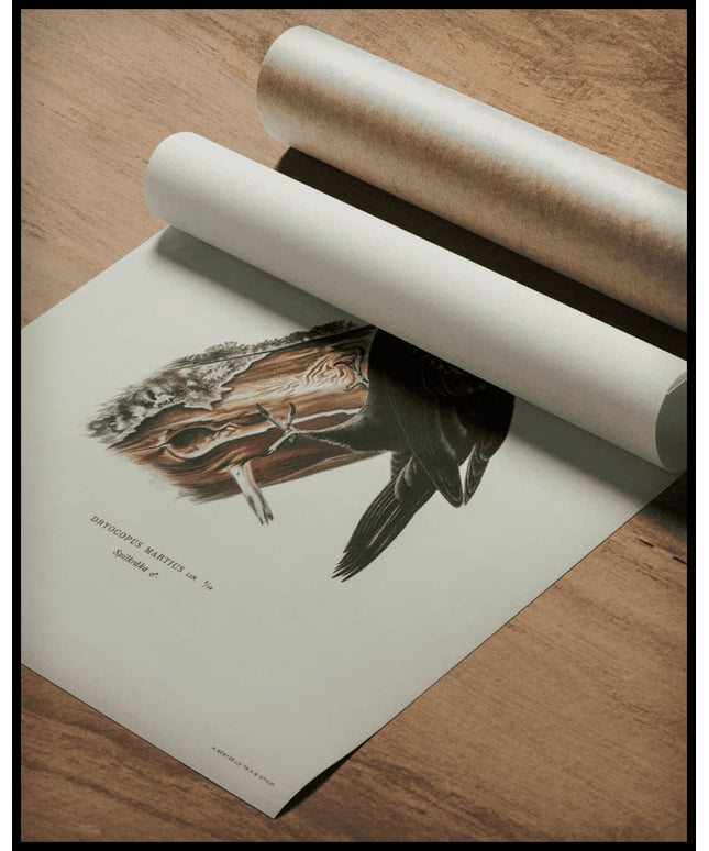 Dryocopus Martius Poster